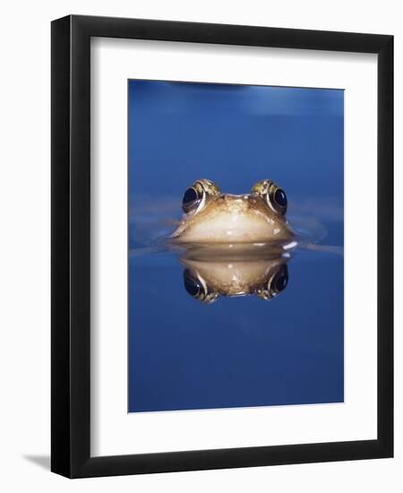 Common Frog (Rana Temporaria) Wiping Eye with Nictating Membrane-Jane Burton-Framed Premium Photographic Print