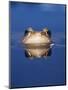 Common Frog (Rana Temporaria) Wiping Eye with Nictating Membrane-Jane Burton-Mounted Premium Photographic Print