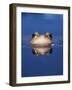 Common Frog (Rana Temporaria) Wiping Eye with Nictating Membrane-Jane Burton-Framed Photographic Print