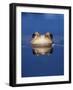 Common Frog (Rana Temporaria) Wiping Eye with Nictating Membrane-Jane Burton-Framed Photographic Print