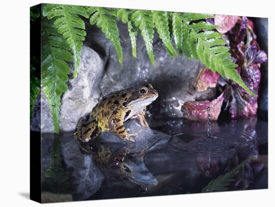 Common Frog Sits on Rock by Pond-null-Stretched Canvas