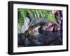 Common Frog Sits on Rock by Pond-null-Framed Photographic Print