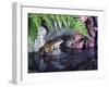 Common Frog Sits on Rock by Pond-null-Framed Photographic Print