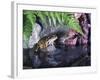 Common Frog Sits on Rock by Pond-null-Framed Photographic Print