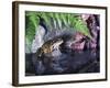 Common Frog Sits on Rock by Pond-null-Framed Photographic Print