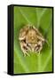 Common Frog Sitting on Leaf-null-Framed Stretched Canvas