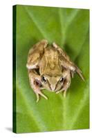 Common Frog Sitting on Leaf-null-Stretched Canvas