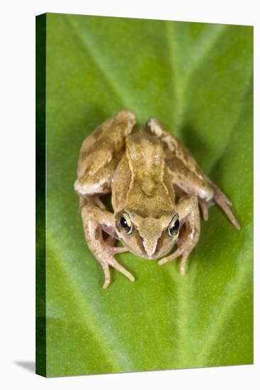 Common Frog Sitting on Leaf-null-Stretched Canvas