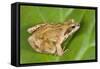 Common Frog Sitting on Leaf-null-Framed Stretched Canvas