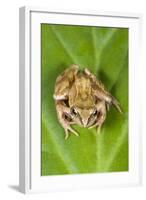 Common Frog Sitting on Leaf-null-Framed Photographic Print