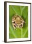 Common Frog Sitting on Leaf-null-Framed Photographic Print