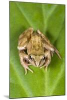 Common Frog Sitting on Leaf-null-Mounted Photographic Print