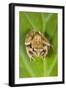 Common Frog Sitting on Leaf-null-Framed Photographic Print