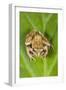 Common Frog Sitting on Leaf-null-Framed Photographic Print