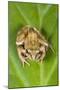 Common Frog Sitting on Leaf-null-Mounted Photographic Print