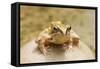 Common Frog Sitting on Stone in Pond-null-Framed Stretched Canvas