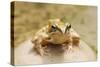 Common Frog Sitting on Stone in Pond-null-Stretched Canvas