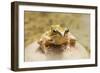 Common Frog Sitting on Stone in Pond-null-Framed Photographic Print
