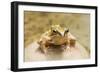 Common Frog Sitting on Stone in Pond-null-Framed Photographic Print