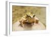 Common Frog Sitting on Stone in Pond-null-Framed Photographic Print