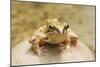 Common Frog Sitting on Stone in Pond-null-Mounted Photographic Print