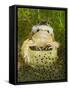 Common Frogs Pair in Amplexus Among Frogspawn, UK-Andy Sands-Framed Stretched Canvas