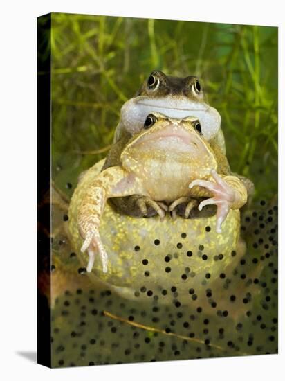 Common Frogs Pair in Amplexus Among Frogspawn, UK-Andy Sands-Stretched Canvas