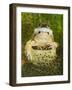 Common Frogs Pair in Amplexus Among Frogspawn, UK-Andy Sands-Framed Photographic Print