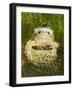 Common Frogs Pair in Amplexus Among Frogspawn, UK-Andy Sands-Framed Photographic Print