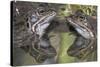 Common frogs (Rana temporaria) reflected in water, Brasschaat, Belgium. March-Bernard Castelein-Stretched Canvas