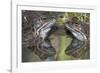 Common frogs (Rana temporaria) reflected in water, Brasschaat, Belgium. March-Bernard Castelein-Framed Photographic Print