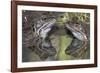 Common frogs (Rana temporaria) reflected in water, Brasschaat, Belgium. March-Bernard Castelein-Framed Photographic Print