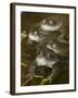 Common Frogs (Rana Temporaria) Spawning in Garden Pond, Warwickshire, England, UK, March-Mark Hamblin-Framed Photographic Print