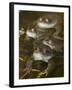 Common Frogs (Rana Temporaria) Spawning in Garden Pond, Warwickshire, England, UK, March-Mark Hamblin-Framed Photographic Print