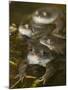 Common Frogs (Rana Temporaria) Spawning in Garden Pond, Warwickshire, England, UK, March-Mark Hamblin-Mounted Photographic Print