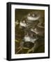 Common Frogs (Rana Temporaria) Spawning in Garden Pond, Warwickshire, England, UK, March-Mark Hamblin-Framed Photographic Print