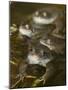 Common Frogs (Rana Temporaria) Spawning in Garden Pond, Warwickshire, England, UK, March-Mark Hamblin-Mounted Photographic Print