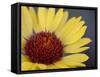 Common Gaillardia, Glacier National Park, Montana-James Hager-Framed Stretched Canvas