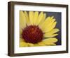 Common Gaillardia, Glacier National Park, Montana-James Hager-Framed Photographic Print