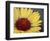 Common Gaillardia, Glacier National Park, Montana-James Hager-Framed Photographic Print