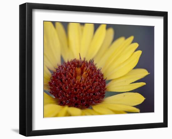 Common Gaillardia, Glacier National Park, Montana-James Hager-Framed Photographic Print