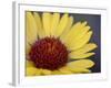 Common Gaillardia, Glacier National Park, Montana-James Hager-Framed Photographic Print