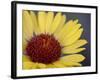 Common Gaillardia, Glacier National Park, Montana-James Hager-Framed Photographic Print