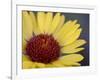 Common Gaillardia, Glacier National Park, Montana-James Hager-Framed Photographic Print