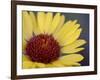 Common Gaillardia, Glacier National Park, Montana-James Hager-Framed Photographic Print