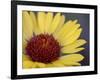 Common Gaillardia, Glacier National Park, Montana-James Hager-Framed Photographic Print