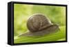 Common Garden Snail on Celery Stalk-null-Framed Stretched Canvas