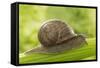 Common Garden Snail on Celery Stalk-null-Framed Stretched Canvas