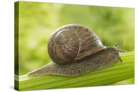 Common Garden Snail on Celery Stalk-null-Stretched Canvas