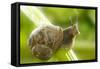 Common Garden Snail on Celery Stalk-null-Framed Stretched Canvas